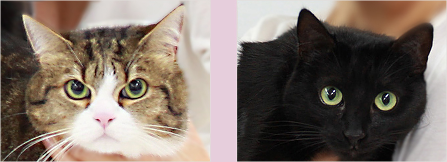 kazen chico und naomi